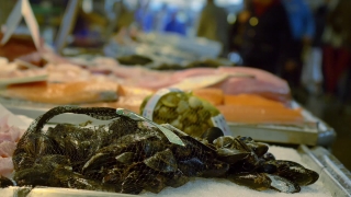 Food, Meal, Spat, Dinner, Bivalve, Plate