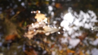 Food, Pattern, Texture, Close, Mushroom, Vegetable