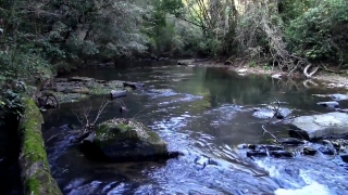 Forest, Land, River, Stream, Water, Landscape