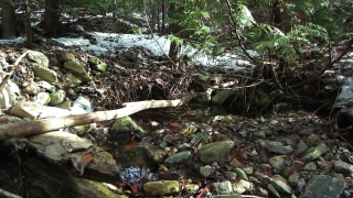 Forest, Land, River, Tree, Water, Stream