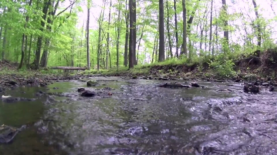 Forest, Land, Swamp, Wetland, River, Landscape