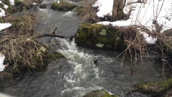 Forest, River, Channel, Water, Body Of Water, Stream