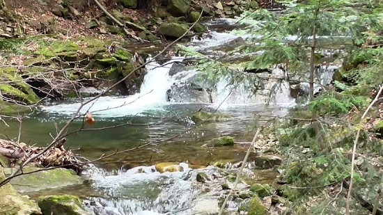 Forest, River, Channel, Water, Stream, Body Of Water