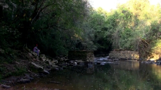 Forest, River, Land, Landscape, Water, Tree