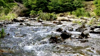 Forest, River, Land, Stream, Water, Landscape