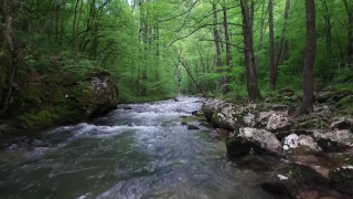 Forest, River, Land, Stream, Water, Landscape