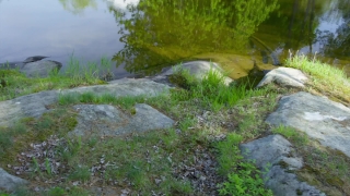 Forest, River, Stream, Water, Channel, Landscape
