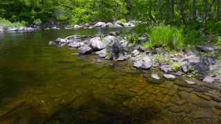 Forest, River, Stream, Water, Land, Landscape