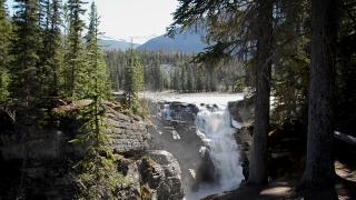 Forest, River, Tree, Landscape, Stream, Water