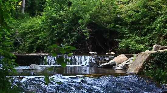 Forest, River, Tree, Water, Landscape, Land