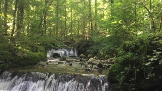 Forest, River, Tree, Water, Landscape, Stream