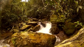 Forest, River, Waterfall, Water, Stream, Rock