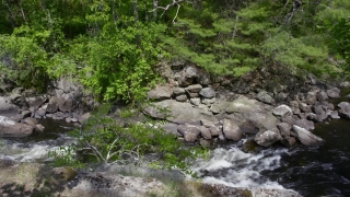 Forest, River, Wilderness, Landscape, Tree, Water