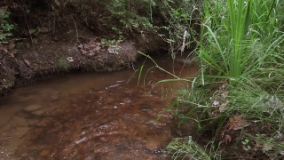 Forest, River, Wilderness, Water, Tree, Landscape
