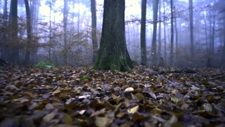 Forest, Swamp, Tree, Landscape, Wetland, Land