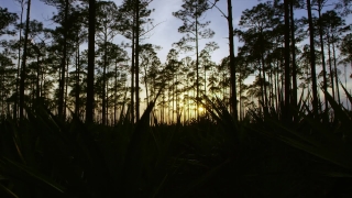 Forest, Tree, Pine, Trees, Swamp, Landscape