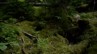 Forest, Tree, River, Water, Landscape, Stream