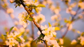 Forsythia, Shrub, Woody Plant, Vascular Plant, Plant, Tree