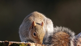 Fox Squirrel, Squirrel, Rodent, Tree Squirrel, Mammal, Fur