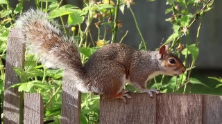 Fox Squirrel, Tree Squirrel, Rodent, Squirrel, Wildlife, Mammal