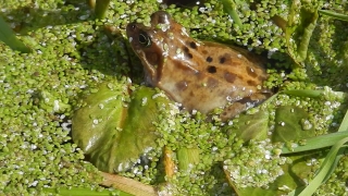 Frog, Bullfrog, Amphibian, Fish, Water, Underwater