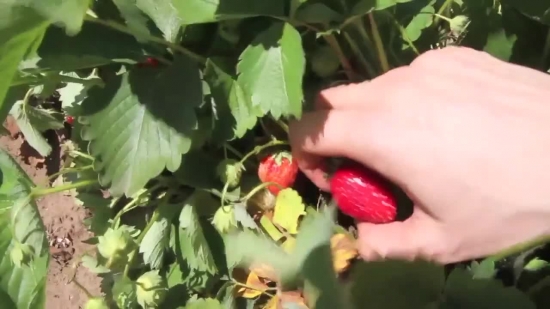 Fruit, Berry, Shrub, Ripe, Edible Fruit, Plant