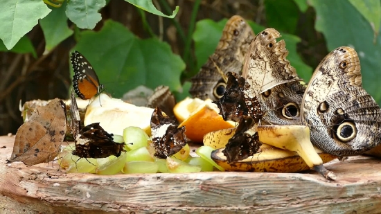 Fruit, Food, Edible Fruit, Fresh, Healthy, Delicious