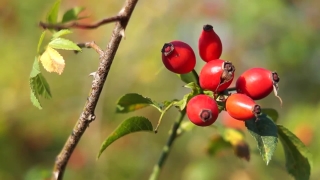 Fruit, Hip, Plant, Berry, Ripe, Branch