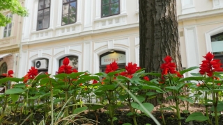 Garden, Plant, Flower, Flowers, Floral, Bloom