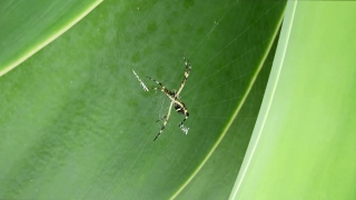 Garden Spider, Spider, Arachnid, Arthropod, Black And Gold Garden Spider, Invertebrate
