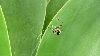 Garden Spider, Spider, Arachnid, Arthropod, Insect, Invertebrate