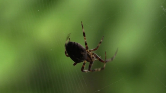Garden Spider, Spider, Arachnid, Arthropod, Insect, Invertebrate