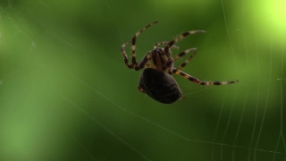 Garden Spider, Spider, Arachnid, Arthropod, Invertebrate, Insect