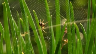 Garden Spider, Spider, Arachnid, Arthropod, Spider Web, Plant