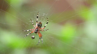 Garden Spider, Spider, Arachnid, Spider Web, Web, Arthropod