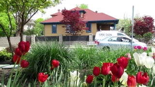 Garden, Tulip, Spring, Flower, Flowers, Field