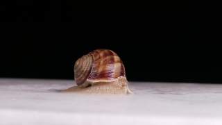 Gastropod, Mollusk, Snail, Invertebrate, Conch, Animal