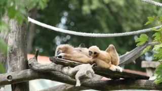 Gibbon, Ape, Primate, Monkey, Wildlife, Wild