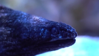 Gila Monster, Venomous Lizard, Lizard, Reptile, Snake, Eel