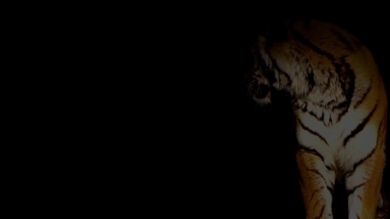 Giraffe, Cat, Black, Feline, Kitty, Fur