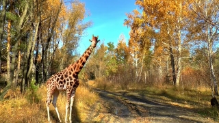Giraffe, Safari, Animal, Wildlife, Mammal, Wild