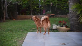 Golden Retriever, Retriever, Dog, Sporting Dog, Canine, Pet