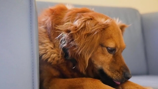 Golden Retriever, Retriever, Sporting Dog, Dog, Pet, Hunting Dog