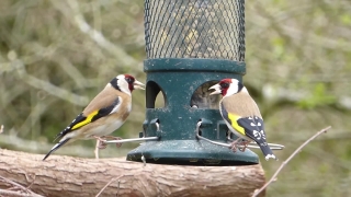 Goldfinch, Finch, Bird, Wildlife, Beak, Feather