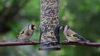 Goldfinch, Finch, Bird, Wildlife, Feather, Beak