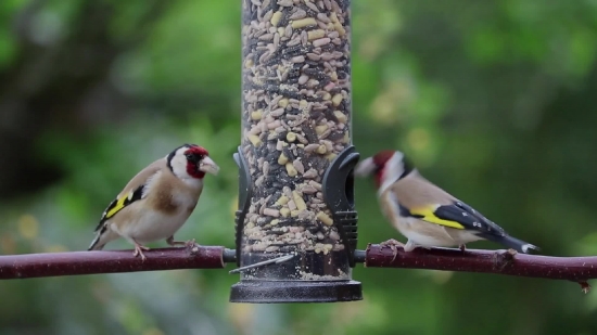 Goldfinch, Finch, Bird, Wildlife, Feather, Beak
