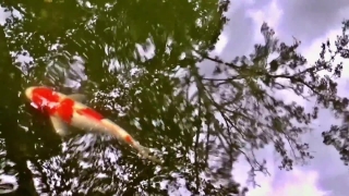 Goldfish, Tree, Flamingo, Bird, Wading Bird, Water