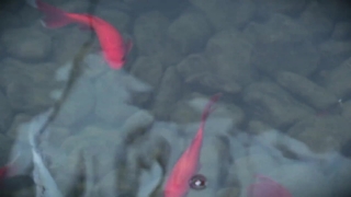Goldfish, Water, Plant, Color, Flower, Season