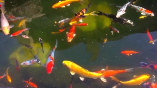 Goldfish, Water, Pond, Orange, Swim, Aquarium