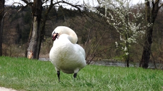 Goose, Bird, Waterfowl, Aquatic Bird, Beak, Feather